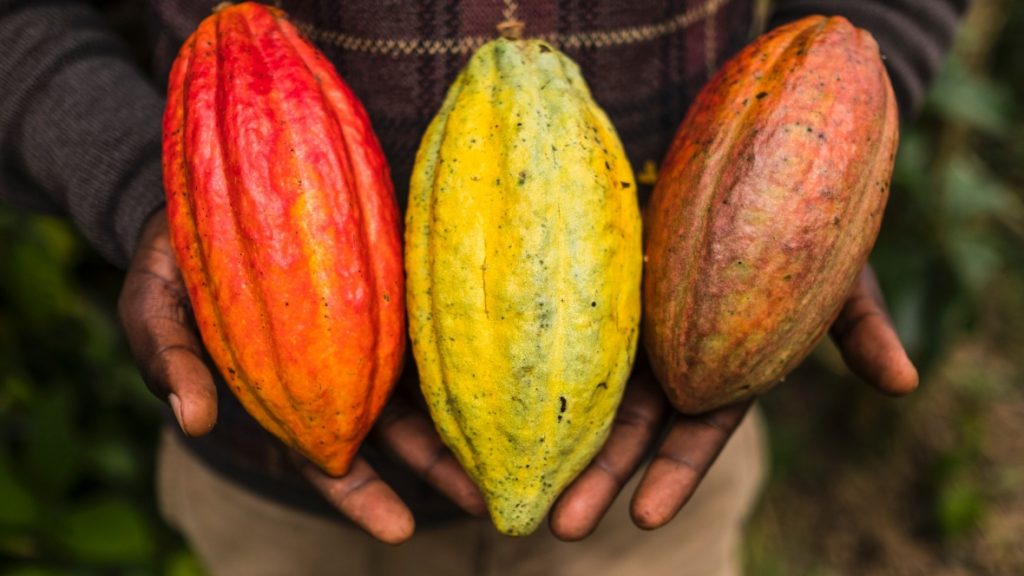 The Composition And Benefits Of Cocoa Beans 